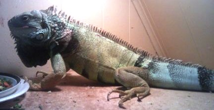 manny