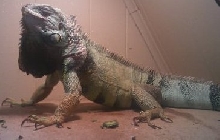 basking