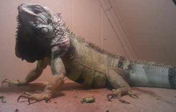 basking