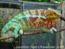 Male Ambanja