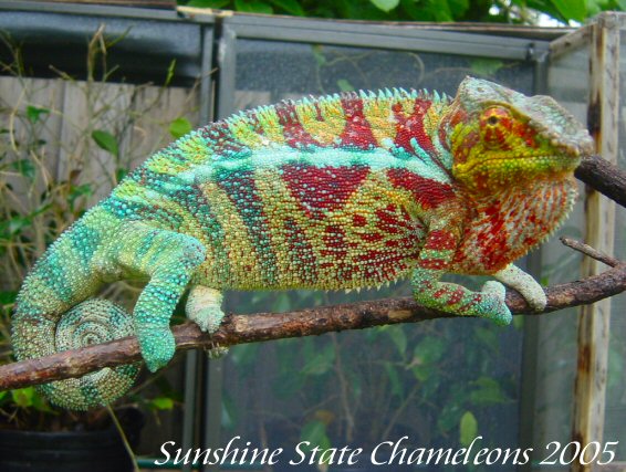 Male Ambanja
