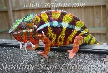 Stunning Male Ambilobe
