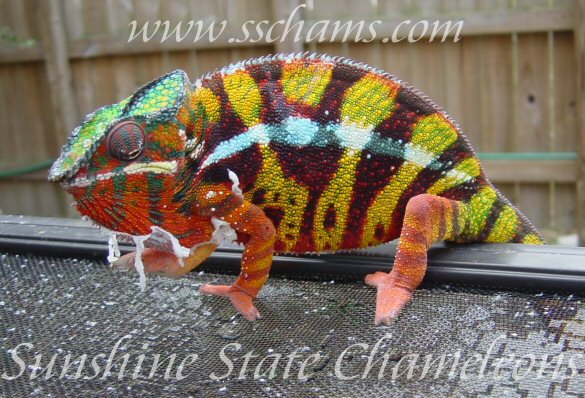 Stunning Male Ambilobe