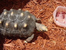 Stolen Red Foot Tortoise