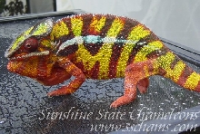 Sambava import