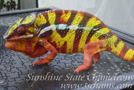 Sambava import