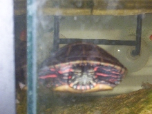 my WC painted turtle!