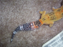 Roys fat tail!