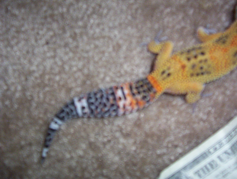 Roys fat tail!