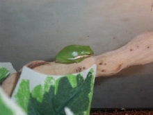 RIP :(