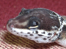 eye lid deformity