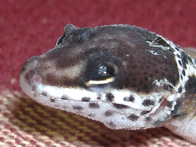 eye lid deformity