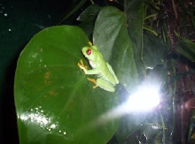 red eye tree frog at nc museum