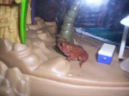 this is a baby toad i found 2 dayys ago.