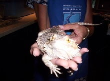 beardie!