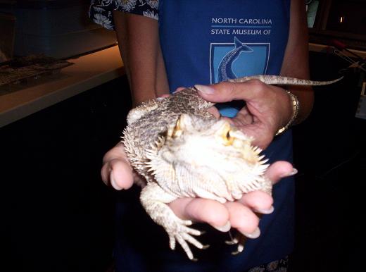 beardie!