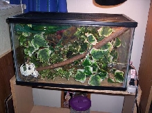 baby gold dust day gecko set up