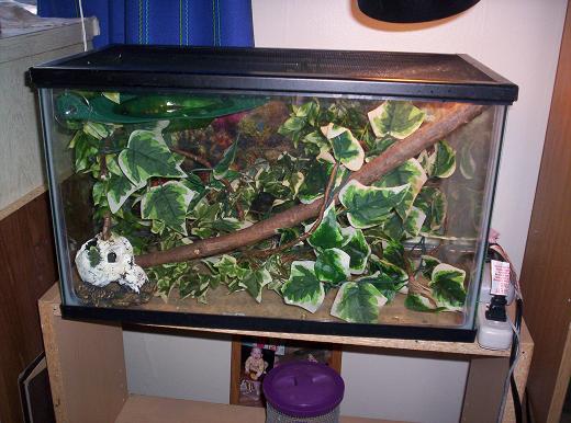 baby gold dust day gecko set up