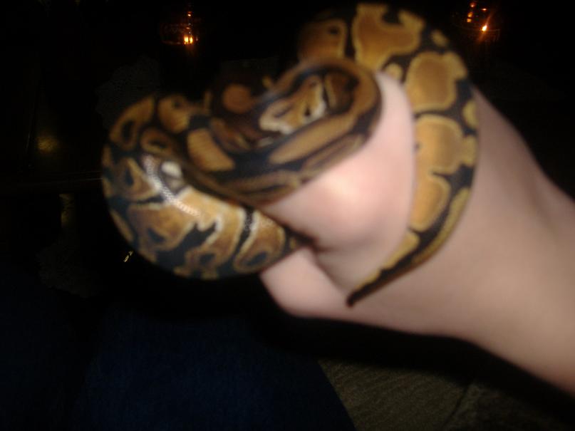 blurry pic of my new male:)
