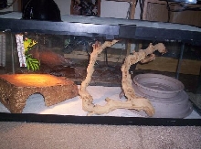 bp set up