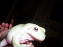a kool pic of bud