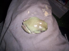 bud sleeping on my leg:)