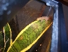 gold dust day gecko