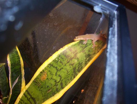 gold dust day gecko