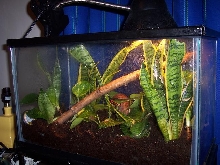 gold dust day gecko set up 1