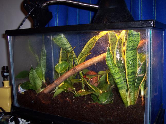 gold dust day gecko set up 1