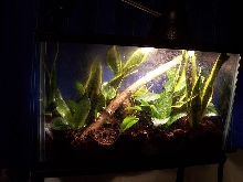 gold dust day gecko set up 3