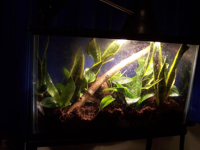 gold dust day gecko set up 3