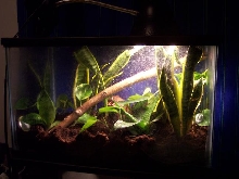 gold dust day gecko set up 4