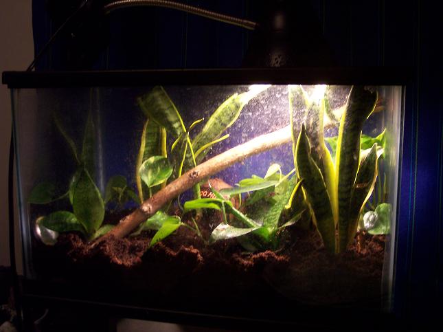 gold dust day gecko set up 4