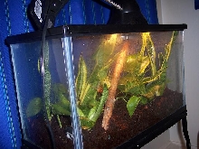 gold dust day gecko set up 2