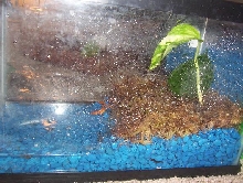 red eft set up