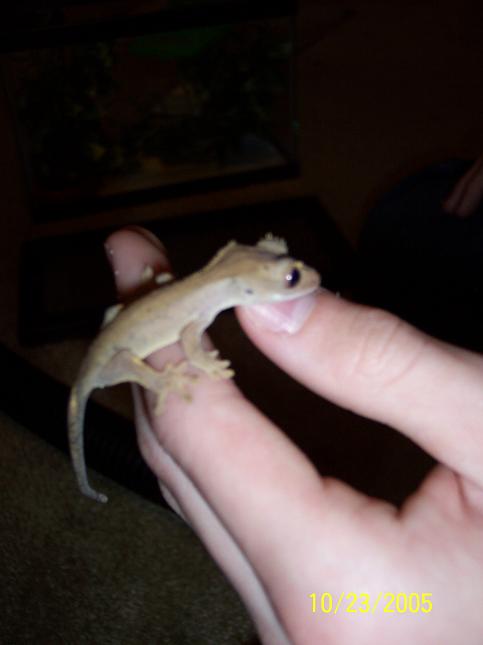 new baby crestie!