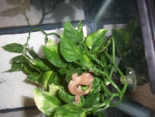 crestie
