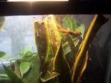 gold dust dsay gecko