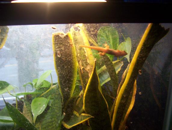 gold dust dsay gecko