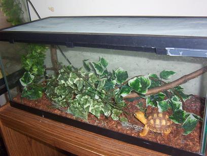 my  20 gallon