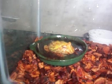 my baby albino pac-man frog