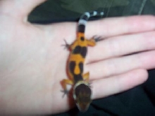 my baby leo