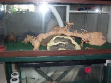 my leo cage