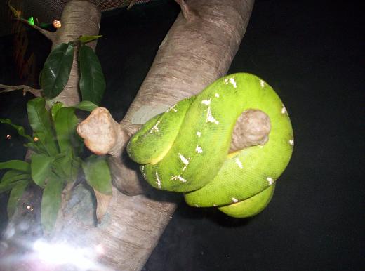 emerald tree boa