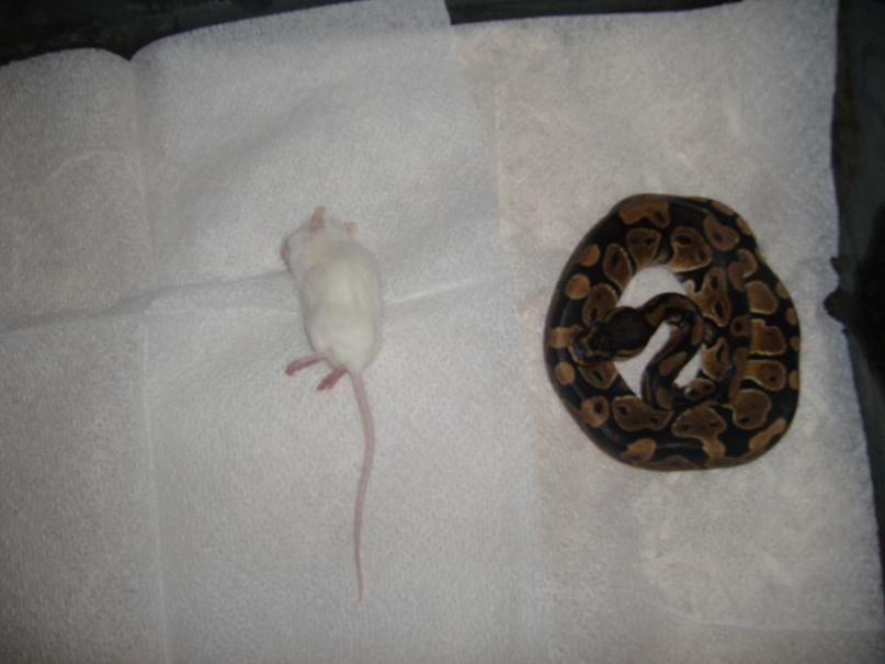 mouse too big??