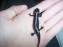 fire bellynewt