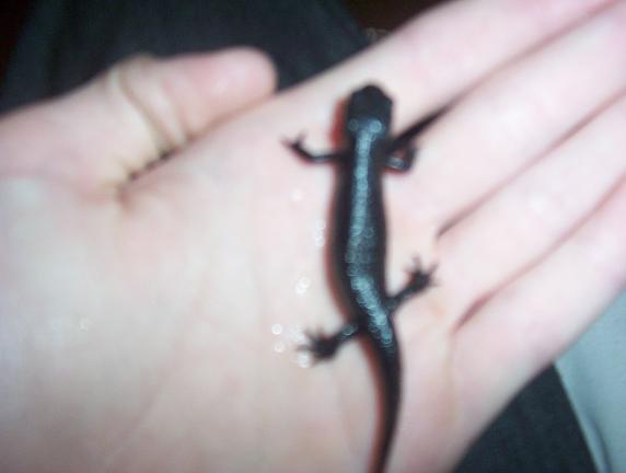 fire bellynewt