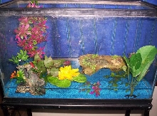 10 gallon fire belly newt set up