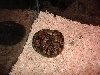 my female bp!